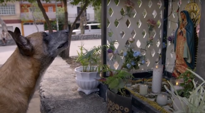 ¡Impactante!: Perro pide milagro en capítulo de “La Rosa de Guadalupe” | VIDEO