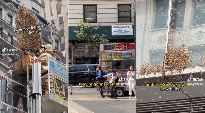 MILES de ABEJAS INVADEN TIMES SQUARE en NUEVA YORK y GENERARON PÁNICO ENTRE la POBLACIÓN: “Estaban en todas partes” | VIDEO