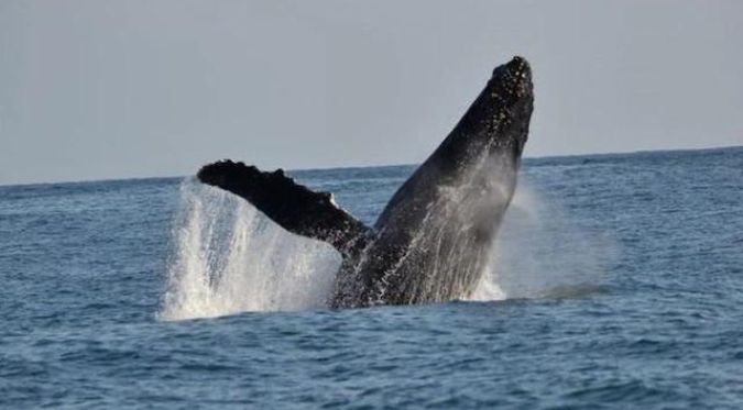 AVISTAMIENTO de BALLENAS en LA PUNTA DEJA ASOMBRADAS a las PERSONAS | VIDEO