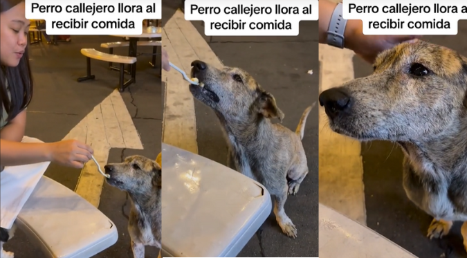 PERRITO CALLEJERO LLORA de EMOCIÓN al RECIBIR COMIDA y USUARIOS se CONMUEVEN: “¡Solo quiere amor!” | VIDEO